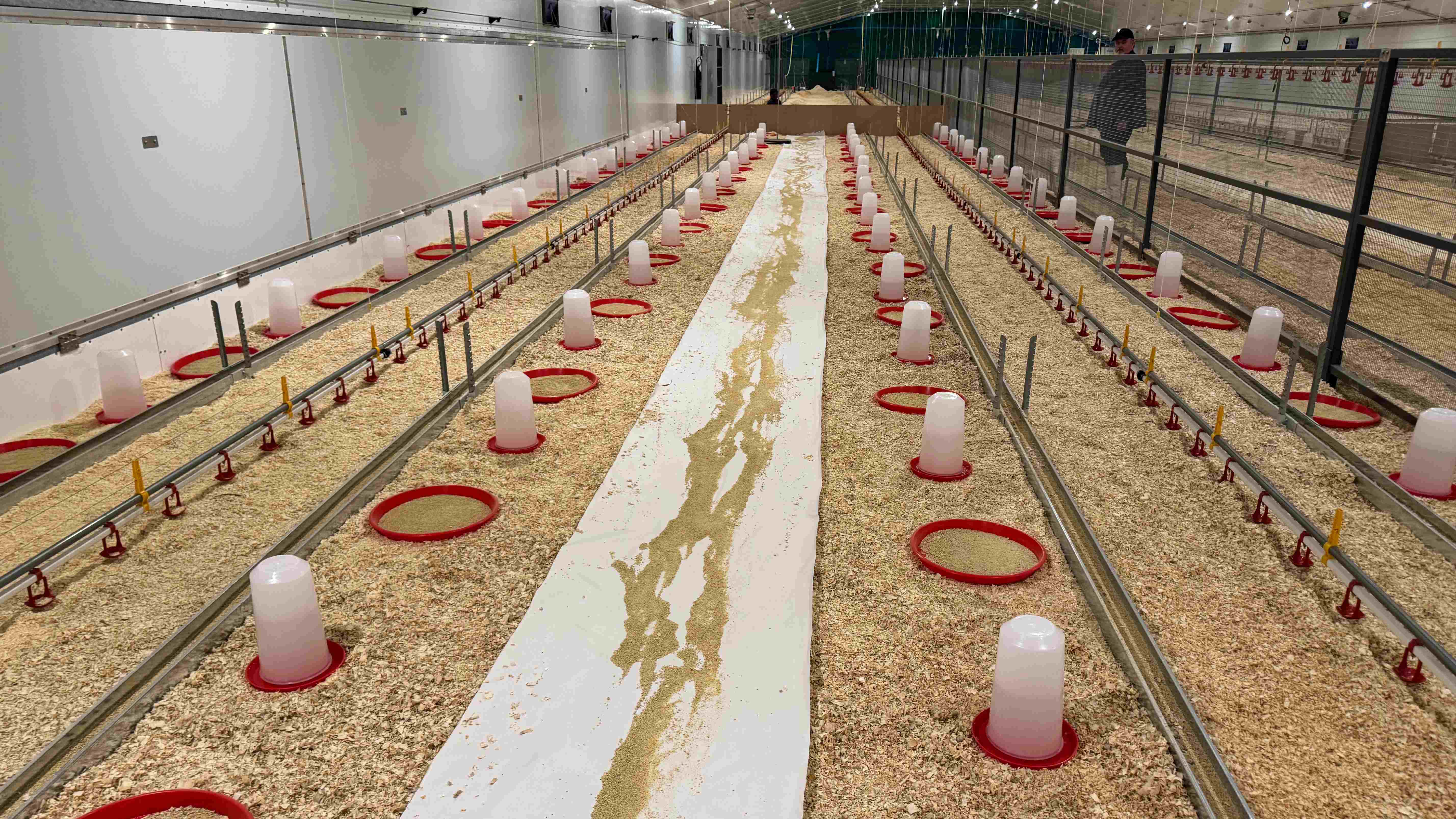 The breeder rearing house prepared to place the first ever Cobb breeding stock in Eswatini.